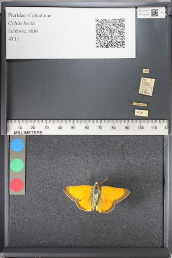 Media type: image;   Entomology 124204
